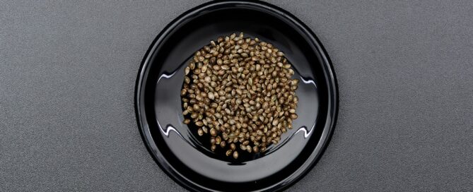 cannabis seeds in a small black bowl