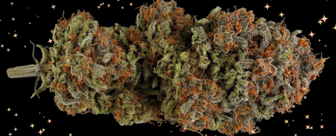 sparkling clean cannabis bud