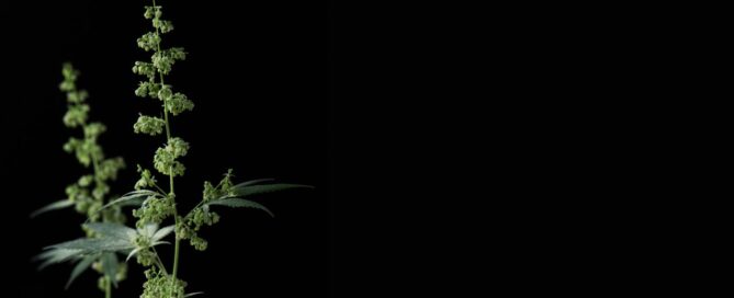 male cannabis plant photographed on a black background in a studio