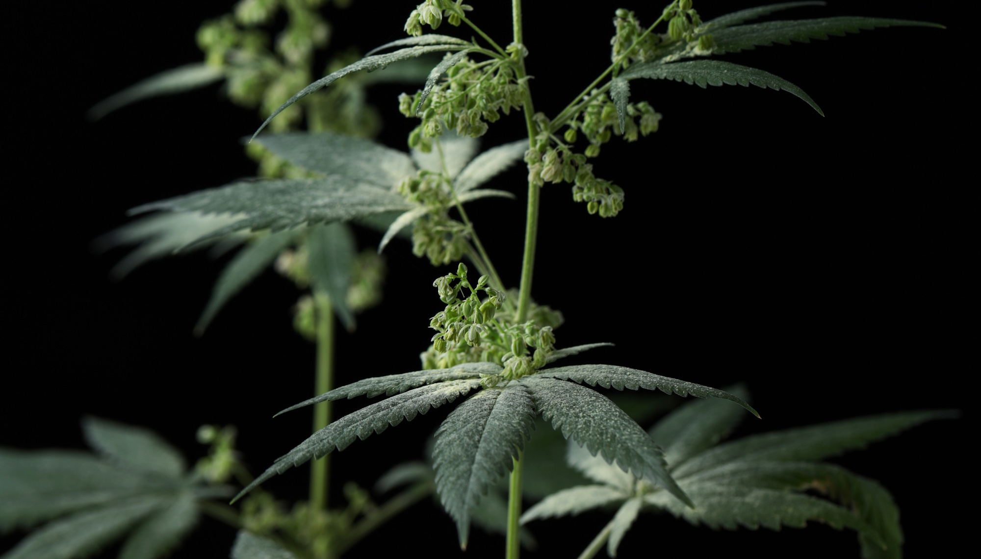 stuifmeelzakjes van mannelijke cannabisplanten 