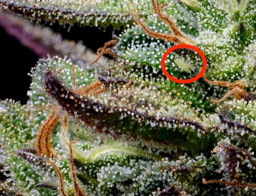 Dealing with Insects on Cannabis Plants