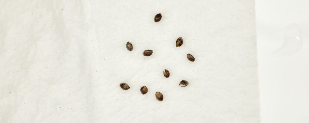 Germinating Cannabis Seeds Six Ways | Humboldt Seed Co.