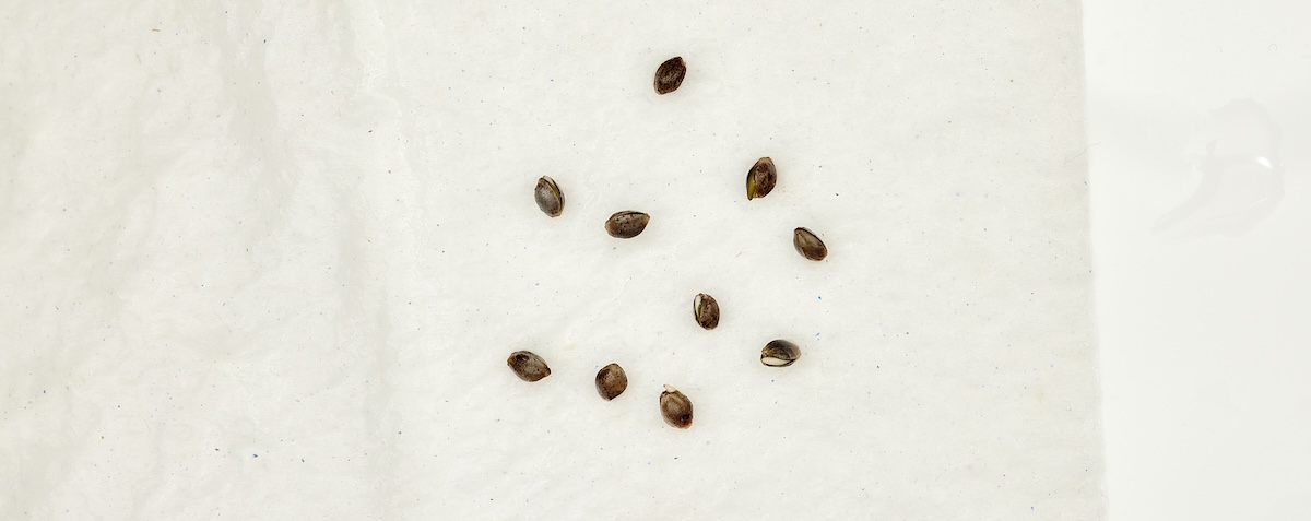 Cannabis seeds on a moist paper towel after 24 hours of germination