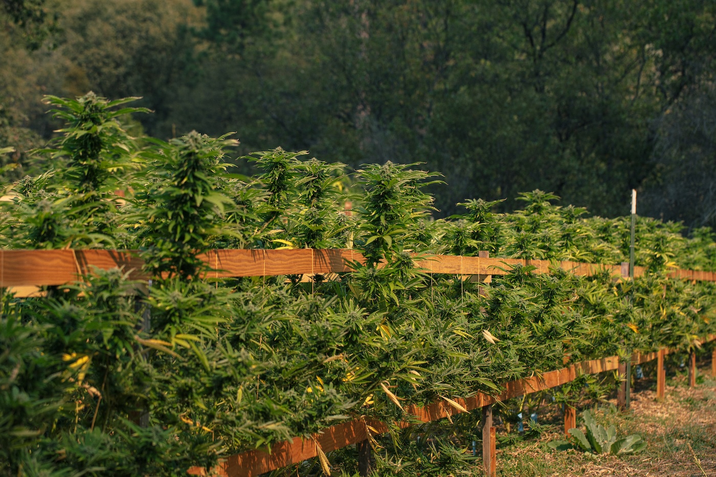 longue rangée de grandes plantes de cannabis sur une clôture en Californie du Nord emerald triangle foodoo farm