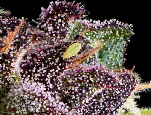 Best Pest Control Products for Cannabis That Are Safe and Effective