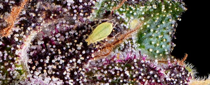 Primer plano de un pulgón en un capullo o flor morada de cannabis