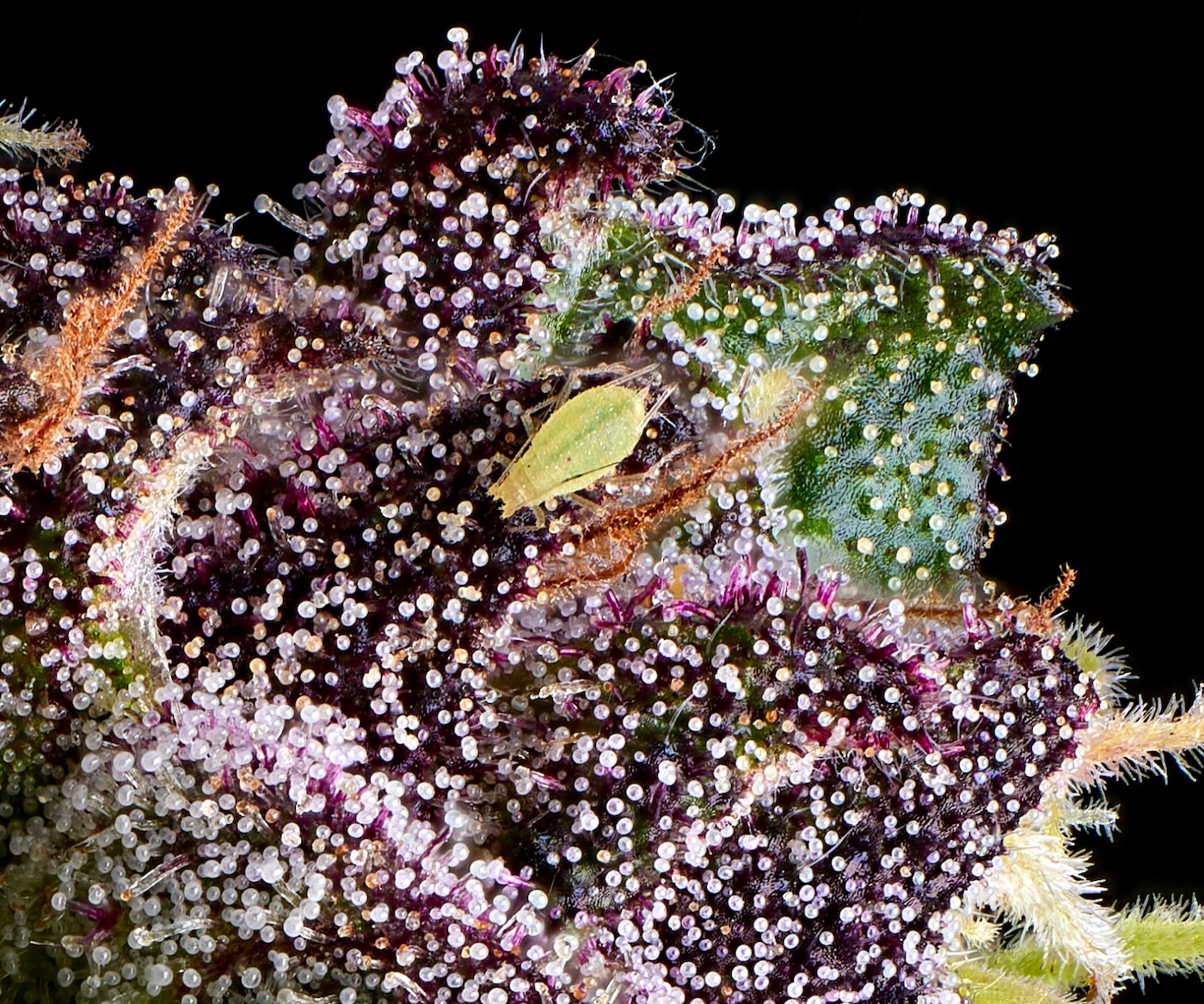 Close up of an aphid bug on a purple cannabis plant bud or flower