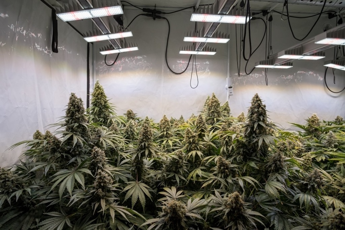 indoor cannabis grow with SANlight LED light fixtures