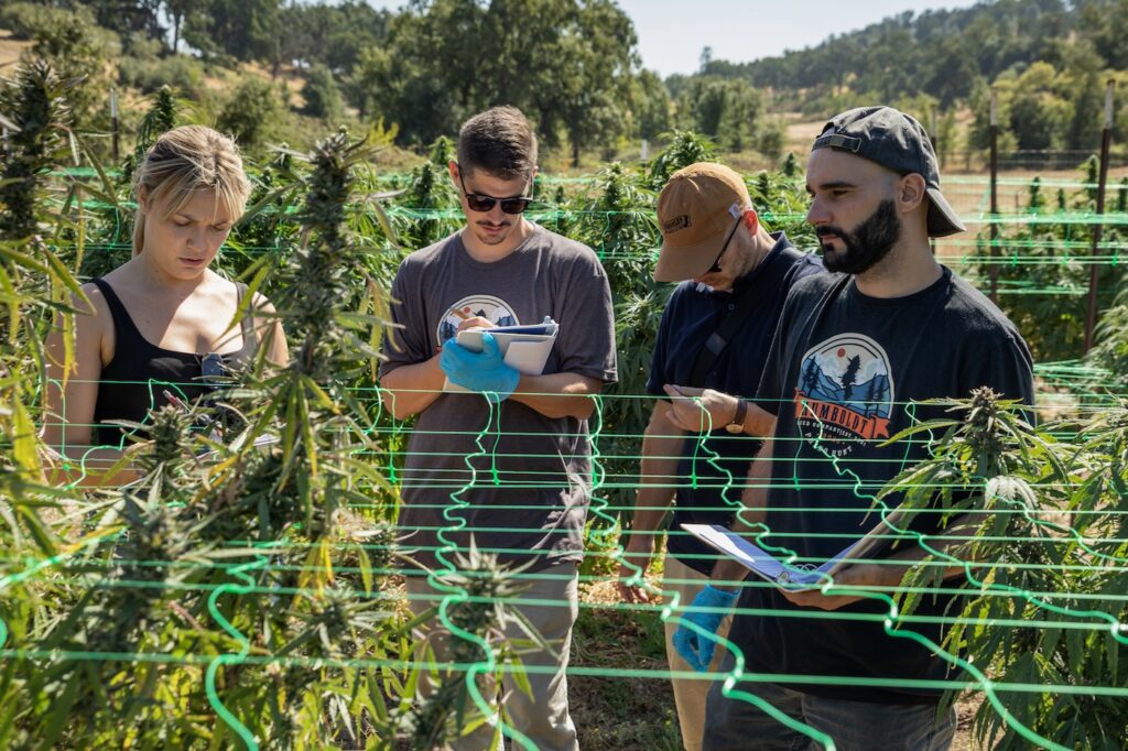 group of people taking notes on a cannabis farm phenohunting for the next great weed strain.