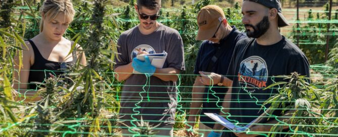 group of people taking notes on a cannabis farm phenohunting for the next great weed strain.