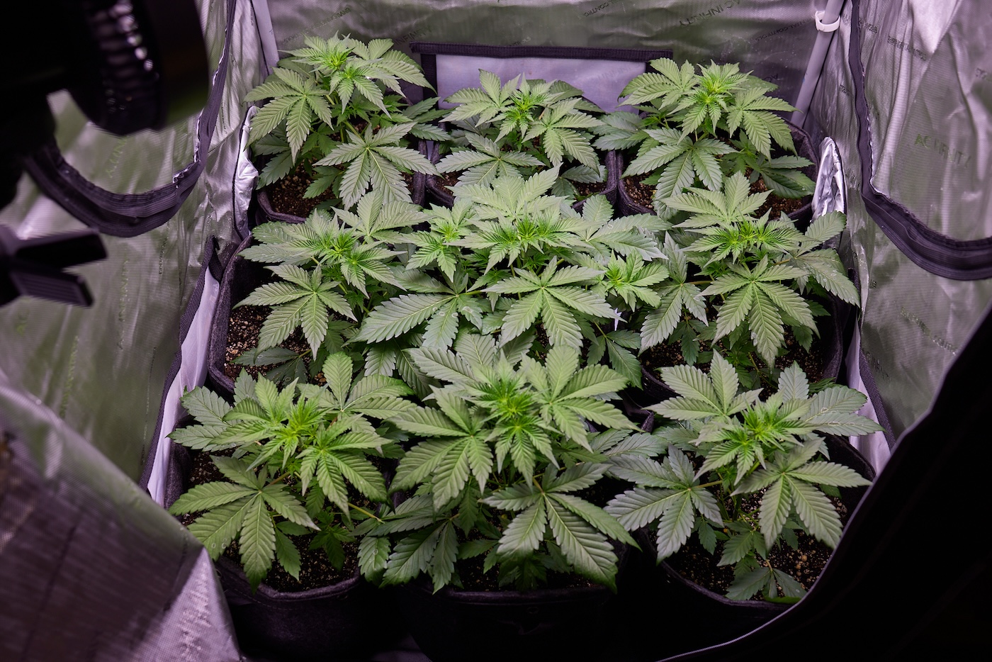 tente de culture intérieure de cannabis avec plusieurs plantes avant la phase de floraison par kandid kush