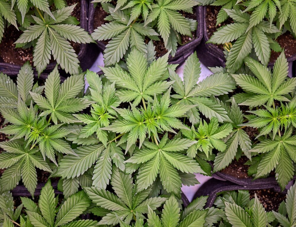 How To Cure Cannabis Like A Pro How to Trim Cannabis Like a Pro - Cannabis Seeds | Humboldt Seed Company