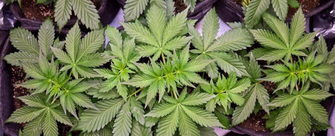 cannabis veg stage plants, green before flowering by kandid kush