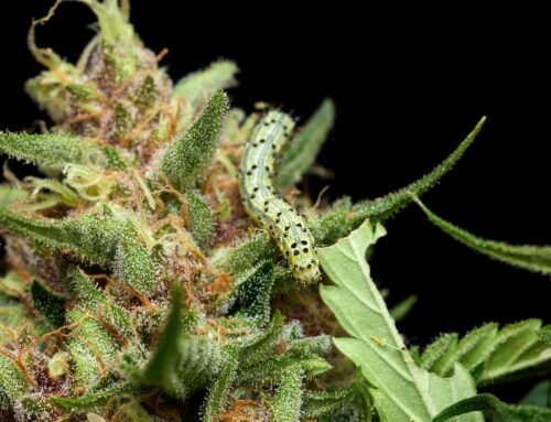 Dealing with Caterpillars on Cannabis Plants