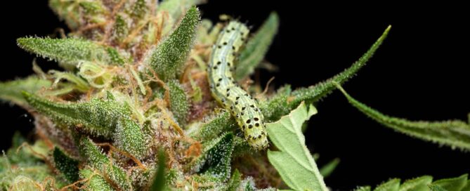 green caterpillar on a cannabis plant