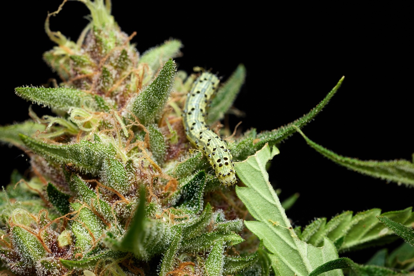 green caterpillar on a cannabis plant