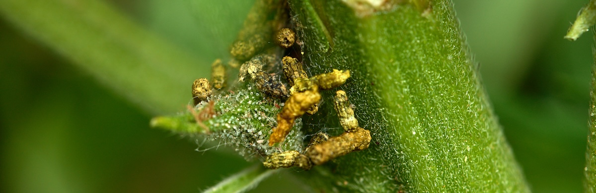 caterpillar feces on a cannabis plant