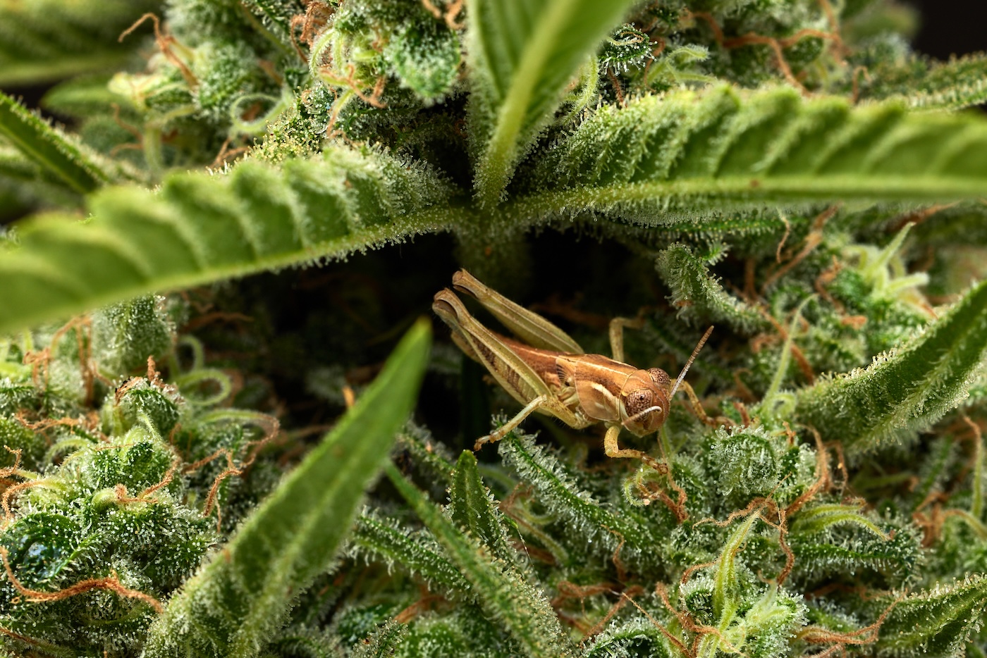 brown grasshopper eating a cannabis plant