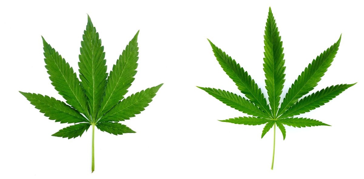 indica cannabis leaf (left) next to a sativa cannabis leaf (right) showing the differences with thicker indica and thinner sativa traits