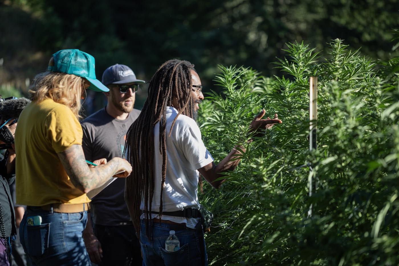 chasseurs de phénotypes de cannabis examinant des plantes dans une ferme commerciale de culture d'herbe