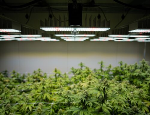 The Best LED Grow Lights for Cannabis Cultivation in 2025