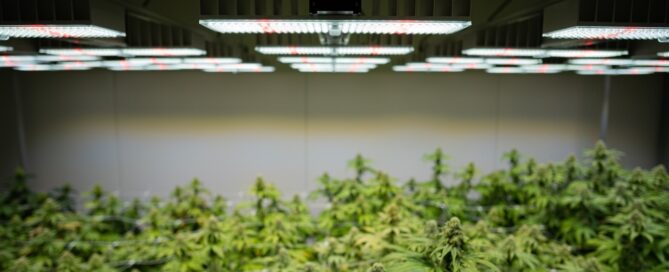 indoor cannabis grow with SANlight LED light fixtures