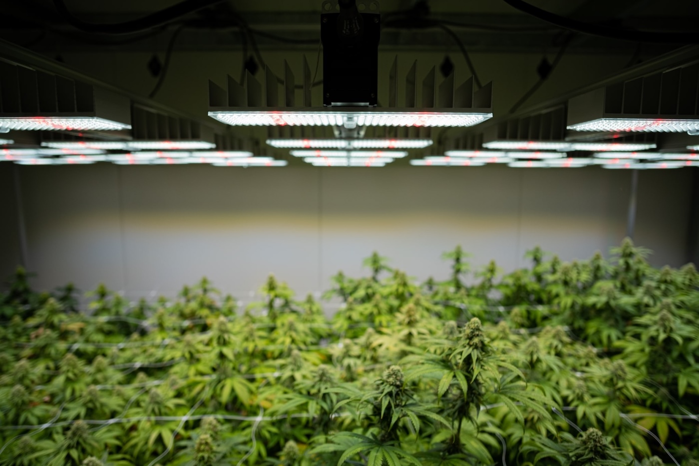 indoor cannabis grow with SANlight LED light fixtures