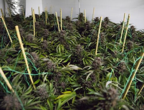 Mastering the Sea of Green (SOG) Method for Optimal Cannabis Yields