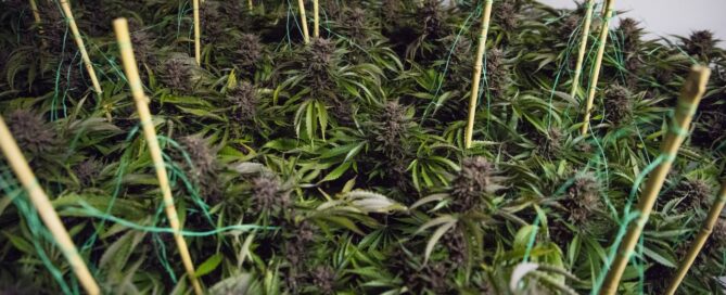 Sea of green cannabis plant training indoor grow with purple buds