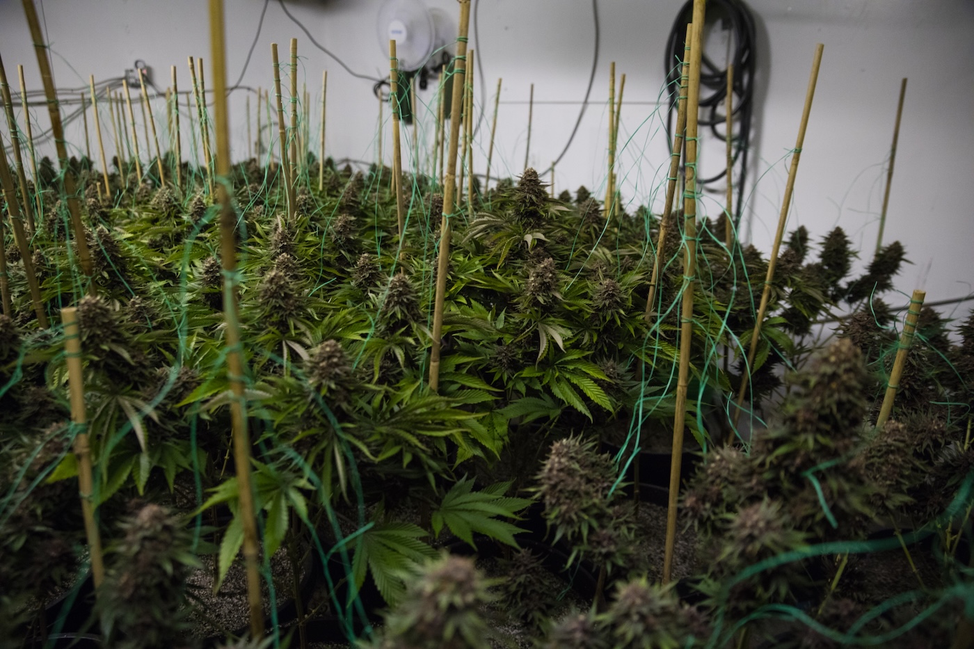 Sea of green cannabis plant training stakes and nets