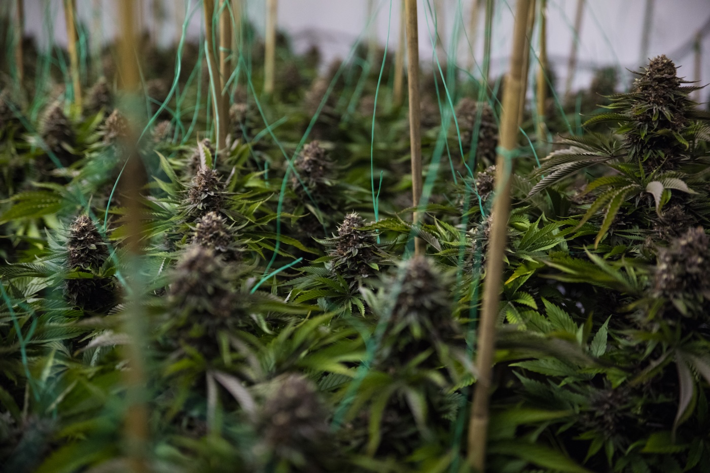 Sea of green purple cannabis nugs