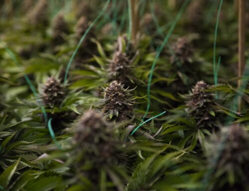 Comparing Low-Stress Training vs. High-Stress Training Techniques