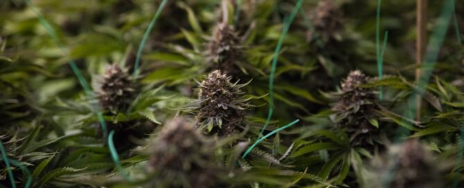 Sea of green close up on cannabis nugs at top of canopy