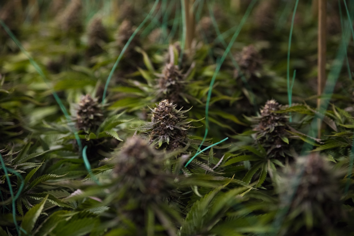 Sea of green close up on cannabis nugs at top of canopy