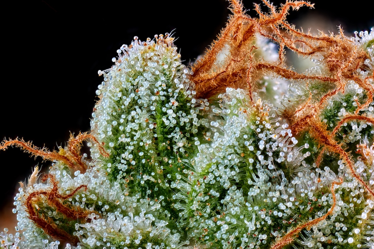 Bractée au sommet du cannabis cola sous un grossissement de 3x