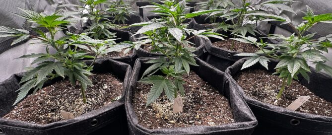 cannabis plants growing inside a grow tent