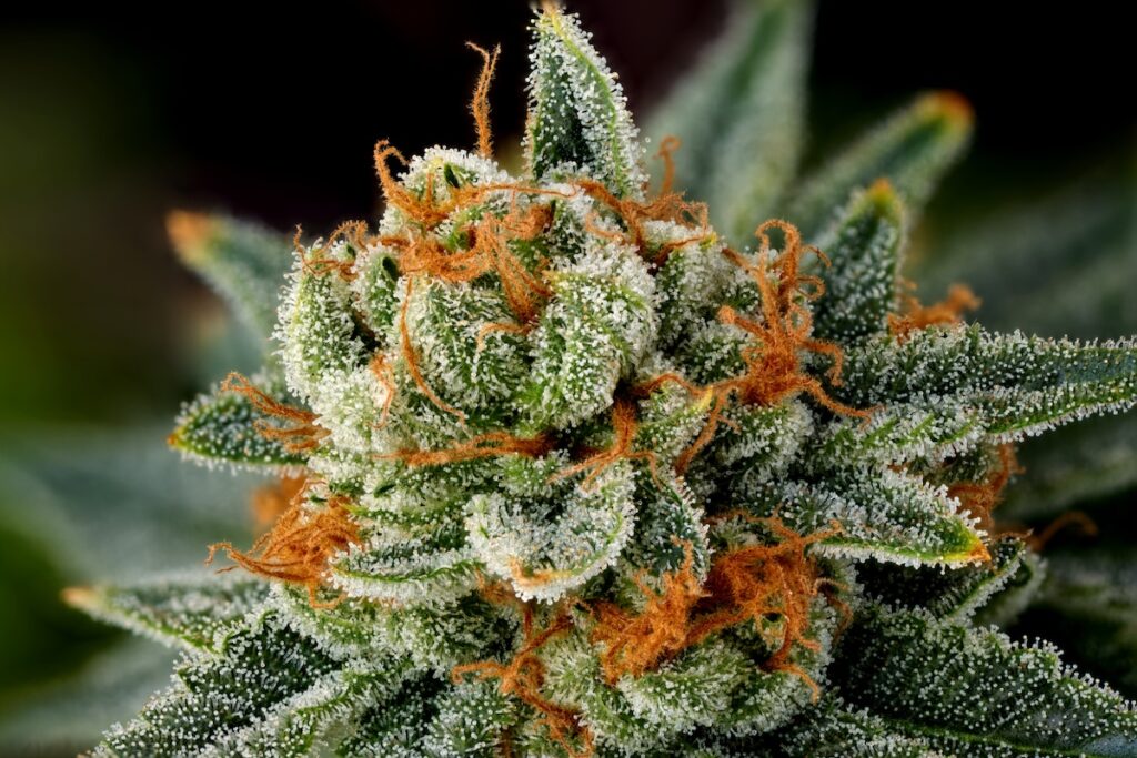cannabis stigma pistil Stigmate-Pistil sur une plante de cannabis mature