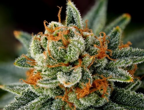 Here’s What Your Cannabis Pistils Are Trying to Tell You
