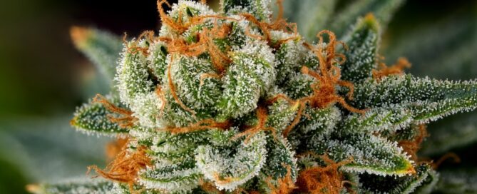 Stigma-Pistil on mature cannabis plant