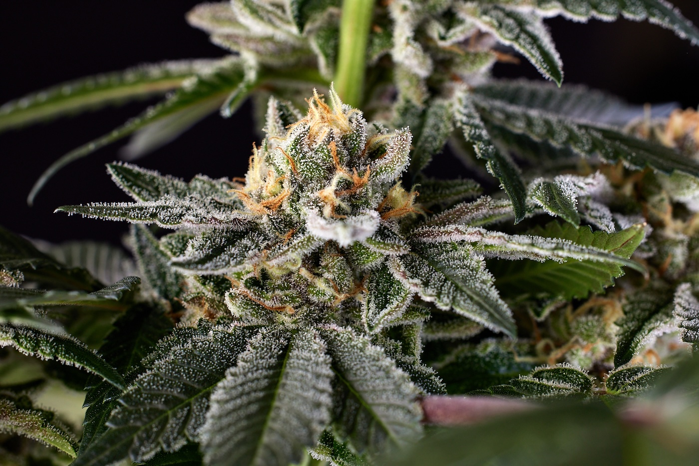 Sugar Leaf Autour du cannabis Bud (fleur)