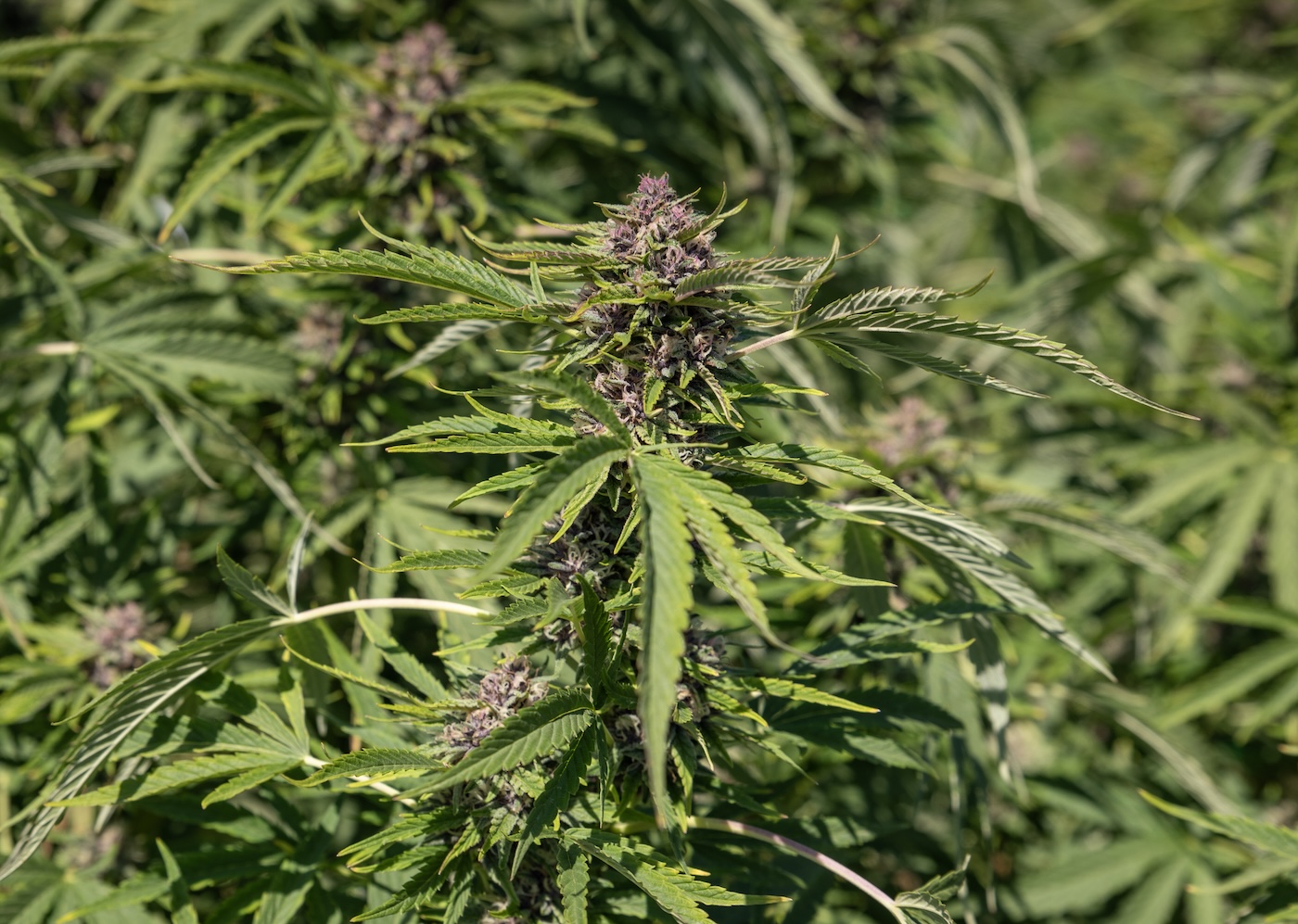 live cannabis plant flower with proper amount of nitrogen
