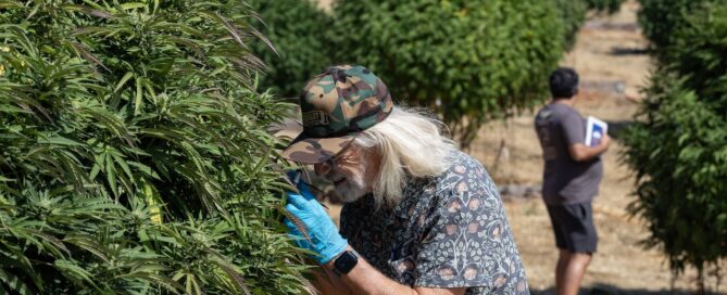 man examining large cannabis plant without nitrogen deficiency