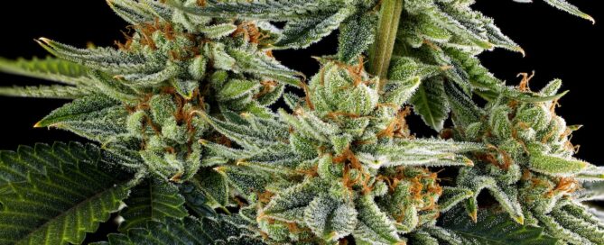 cannabis bud or flower on a live plant with black background
