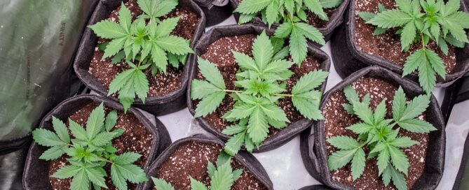 cannabis plants growing in fabric grow pot inside a grow tent