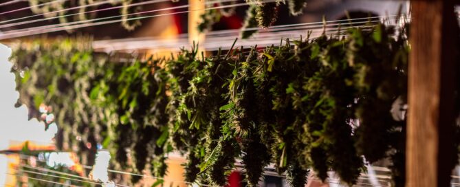 cannabis hang drying in drying room on drying rack