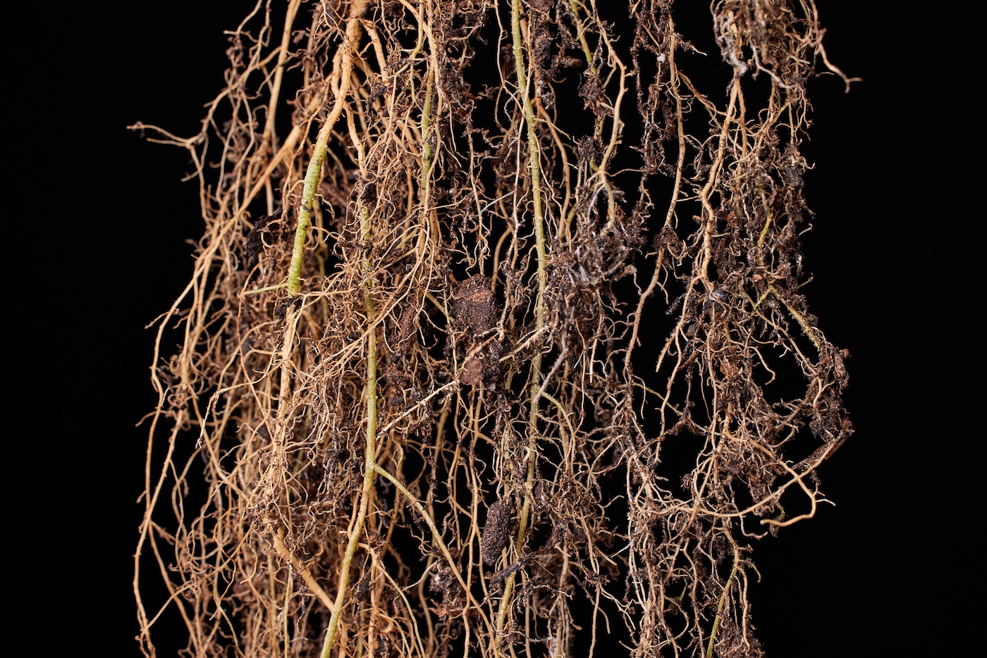 racines d'une plante de cannabis pendantes 