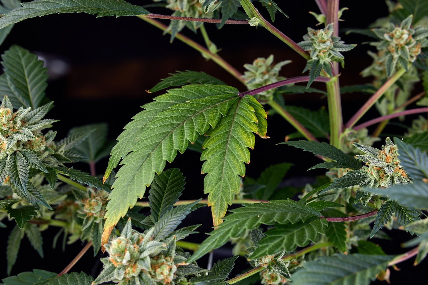 plante de cannabis vivante avec des bourgeons (fleurs) et des feuilles en éventail