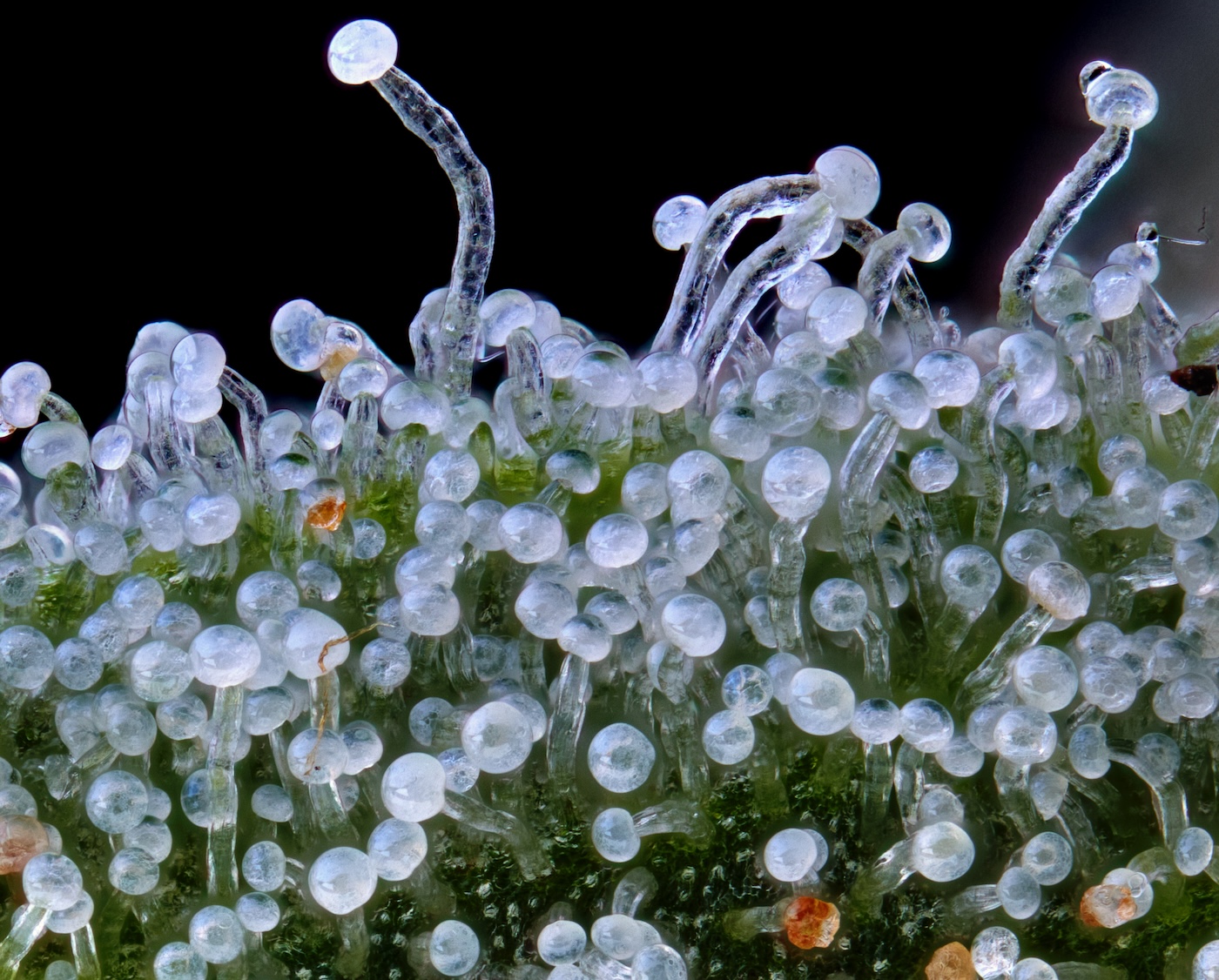 cannabis trichomes under 5x magnification