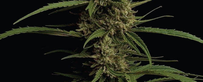 Caribbean Queen Flower