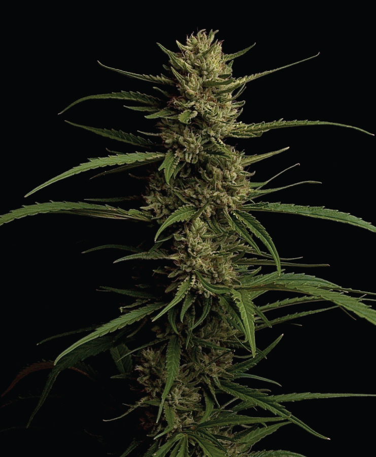 Carribbean Queen Flower
